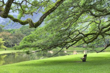 Göl bahçe yeşillik manzara