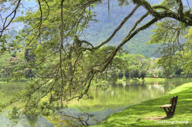Göl bahçe yeşillik manzara