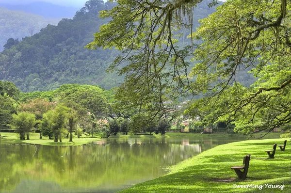 Lac Jardin Feuillage Paysage — Photo