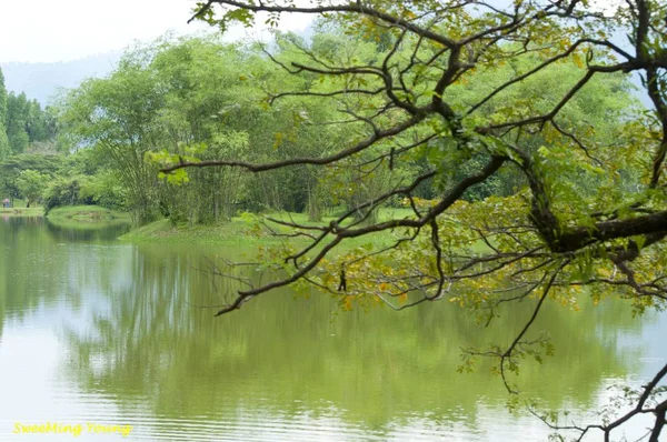 Lake Tuin Gebladerte Landschap — Stockfoto