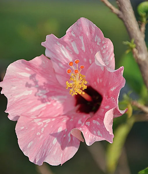 Variété Belle Fleur Hibiscus Floraison — Photo