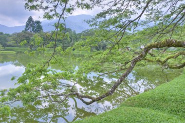 göl kenarında ki yeşil doğal bahçede huzur