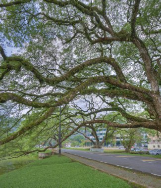 göl kenarında ki yeşil doğal bahçede huzur