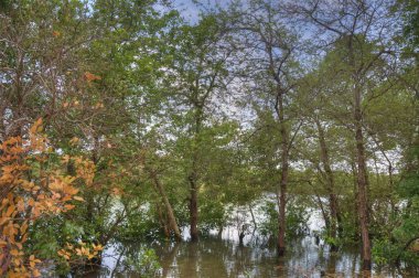 mangrov ağaçları tarafından rive güzel sahne