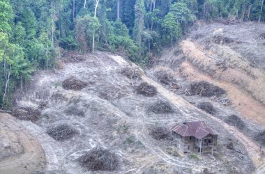 terk edilmiş bir evden ayrılan arazinin ormansızlaşması.