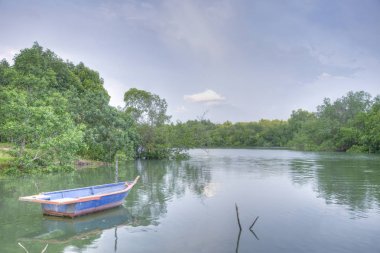 mangrov ağaçları tarafından rive güzel sahne