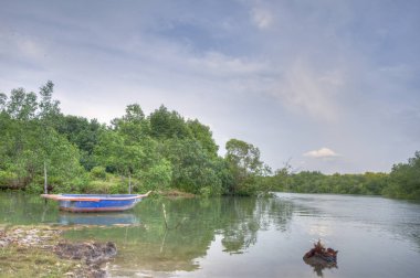 mangrov ağaçları tarafından rive güzel sahne