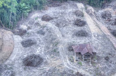 terk edilmiş bir evden ayrılan arazinin ormansızlaşması.