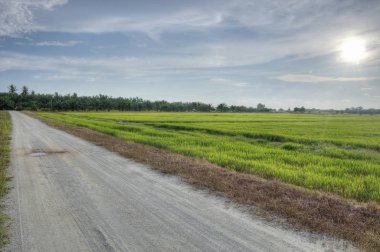 hasat önce çeltik alanında sahne