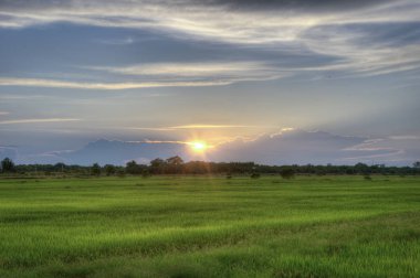 hasat önce çeltik alanında sahne
