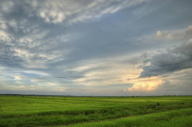 hasat önce çeltik alanında sahne