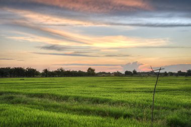 hasat önce çeltik alanında sahne