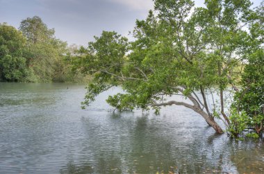 mangrov ağaçları tarafından rive güzel sahne