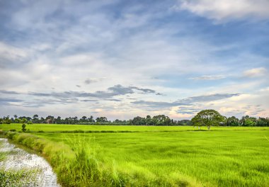 hasat önce çeltik alanında sahne