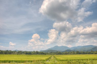 hasat önce çeltik alanında sahne