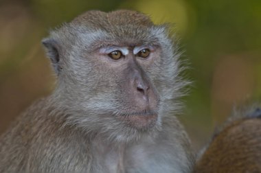 rhesus makak maymun portre çekimi