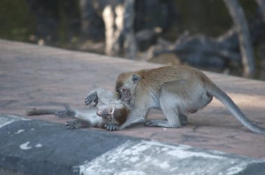 rhesus makak maymun portre çekimi