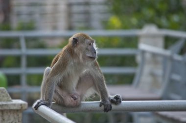 rhesus makak maymun portre çekimi