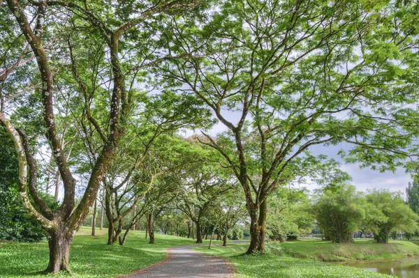 Tranquillità Nel Verde Giardino Naturale Riva Lago — Foto Stock