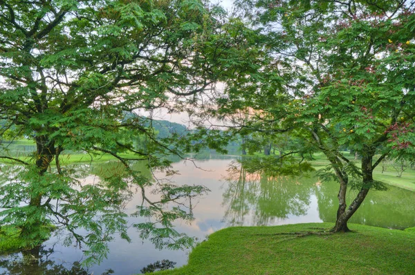 Tranquilidad Verde Jardín Natural Junto Lago —  Fotos de Stock