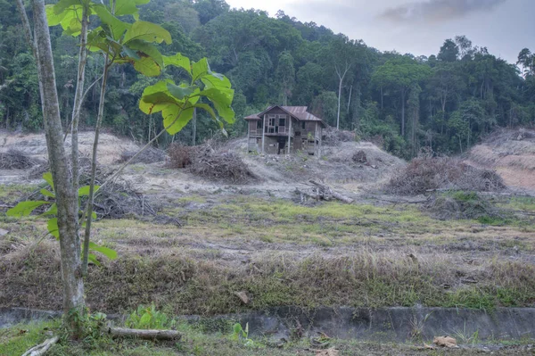 deforestation of jungle forest land