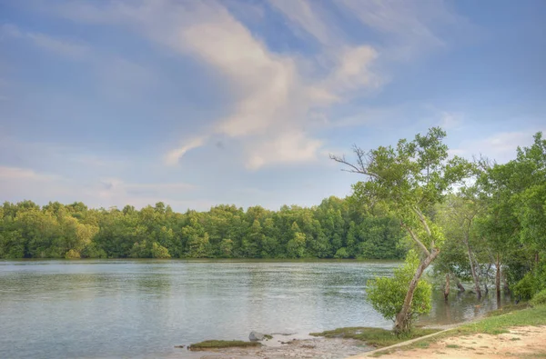 Vacker Scen Rive Mangrove Träd — Stockfoto