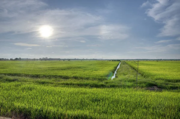 Scenario Campo Risaie Prima Della Raccolta — Foto Stock