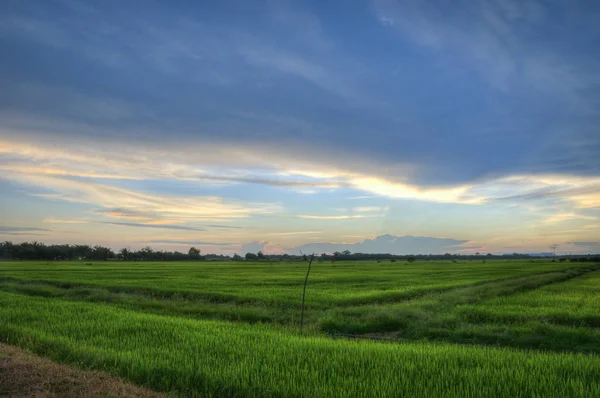 hasat önce çeltik alanında sahne