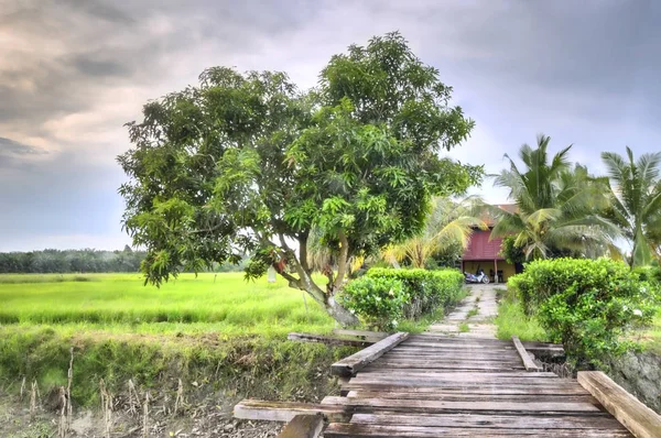 Scenery Paddy Field Harvesting — Stock Photo, Image