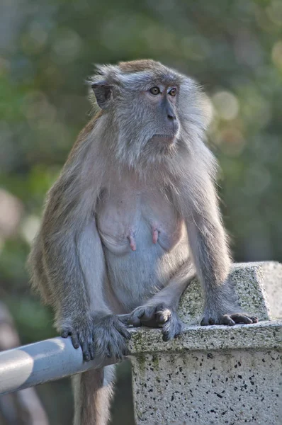 Portré Lövés Rhesus Makákó Majom — Stock Fotó