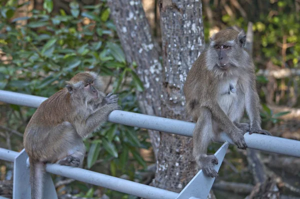 Retrato Rodado Mono Macaco Rhesus —  Fotos de Stock