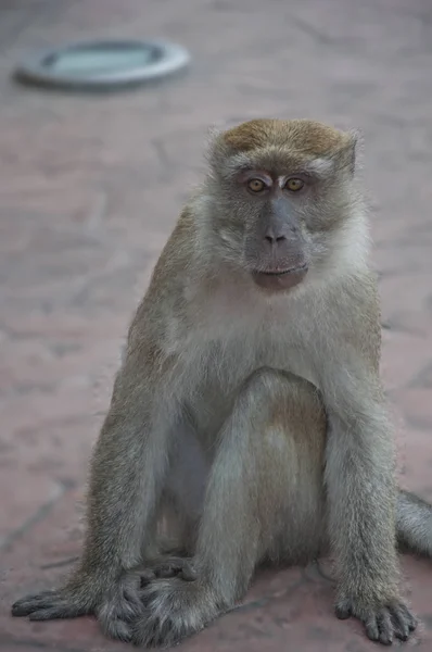 Portrait Tourné Sur Singe Macaque Rhésus — Photo