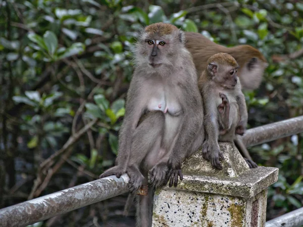 Potret Ditembak Pada Monyet Rhesus Kera — Stok Foto