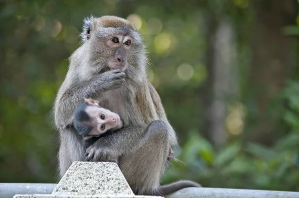 Potret Ditembak Pada Monyet Rhesus Kera — Stok Foto