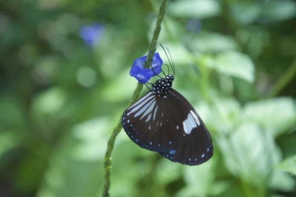 Variété Papillons Perchés Sur Des Feuilles Des Fleurs — Photo