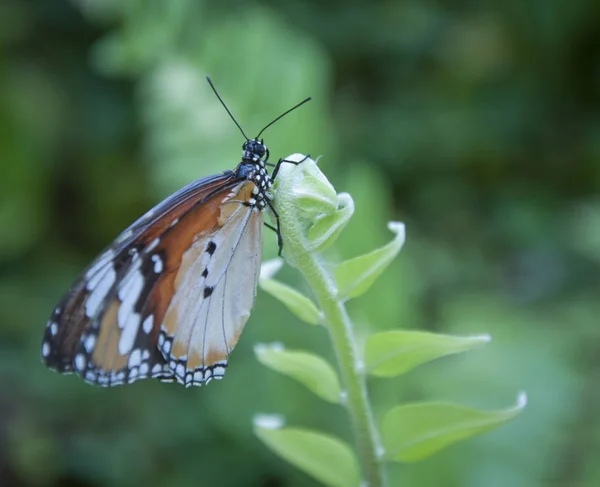 Variety Butterflies Perching Leaf Flower — Stock Photo, Image