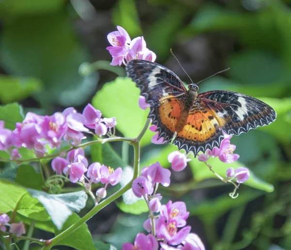 Množství Motýlů Které Perují Listové Nebo Květinové — Stock fotografie