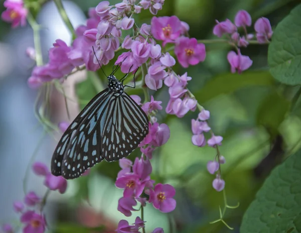 Variety Butterflies Perching Leaf Flower — Stock Photo, Image
