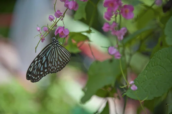 Разнообразие Бабочек Сидящих Листьях Цветах — стоковое фото