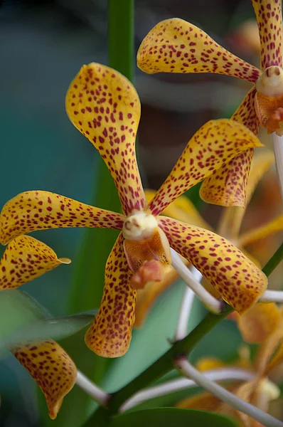 Renkli Orkide Çiçek Çeşitli Hakkında Her Şey — Stok fotoğraf