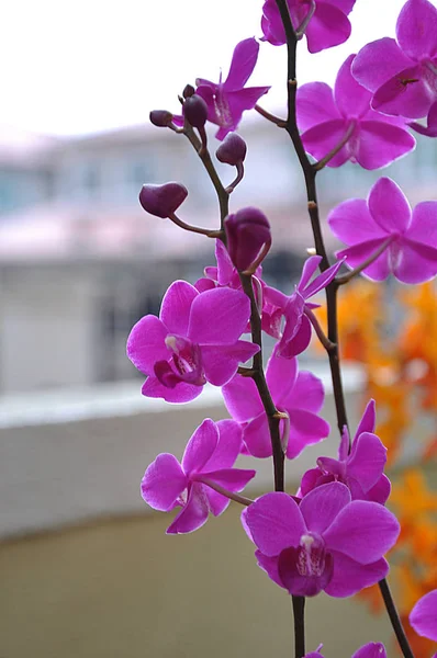 Цвете Разноцветных Орхидей — стоковое фото