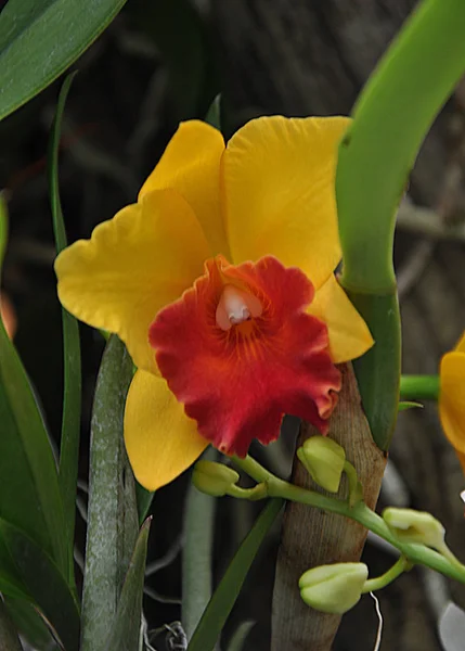 Tutto Varietà Fiori Colorati Orchidee — Foto Stock