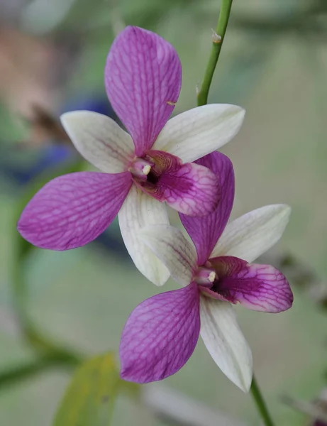 Todo Sobre Variedad Flores Coloridas Las Orquídeas — Foto de Stock