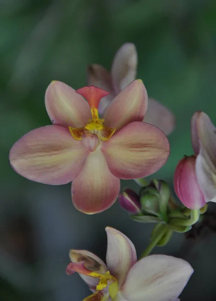 Alles Über Vielzahl Der Bunten Orchideen Blume — Stockfoto