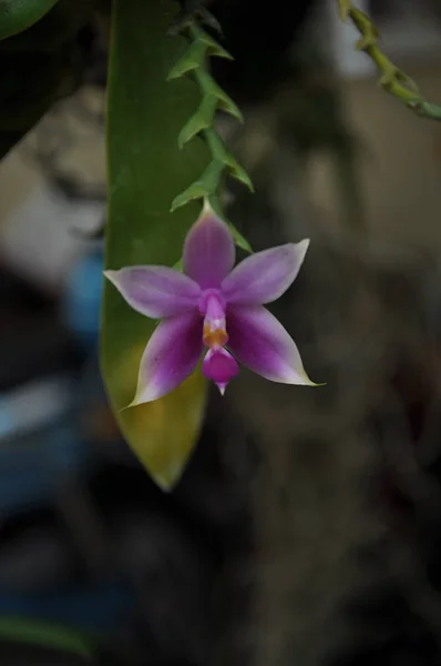 Цвете Разноцветных Орхидей — стоковое фото