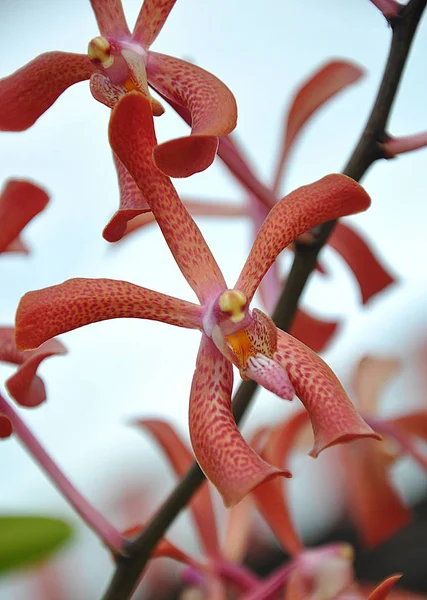 Renkli Orkide Çiçek Çeşitli Hakkında Her Şey — Stok fotoğraf