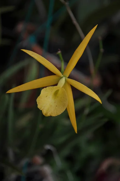 Tudo Sobre Variedade Flores Orquídeas Coloridas — Fotografia de Stock