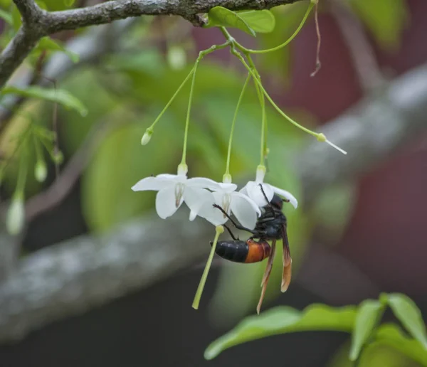 Hornet Krmení Jasmínu — Stock fotografie