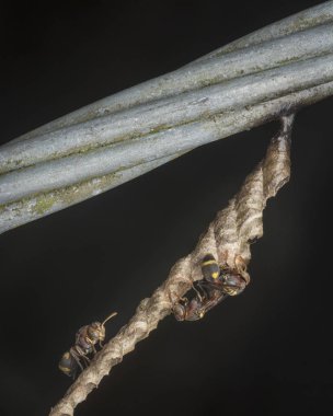kağıt arı arıların yakın çekim