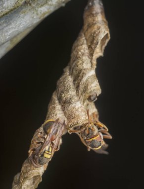 kağıt arı arıların yakın çekim